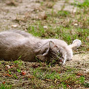 Chopette a rejoint le concours — aidez-le/la à gagner de superbes lots ! animal, cat, closeup, curious, daylight, earth, feline, fluffy, grass, green_eyes, lying_down, mammal, nature, outdoor, peaceful, pet, relaxing, soft, summer, wildlife