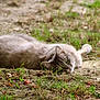 animal, cat, closeup, curious, daylight, earth, feline, fluffy, grass, green_eyes, lying_down, mammal, nature, outdoor, peaceful, pet, relaxing, soft, summer, wildlife