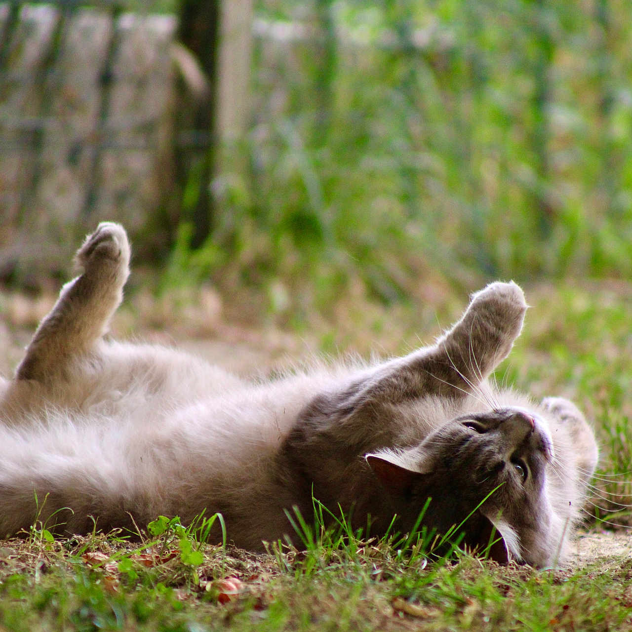 Chopette a rejoint le concours — aidez-le/la à gagner de superbes lots ! animal, cat, closeup, daytime, feline, fur, grass, gray_cat, greenery, lying_down, mammal, nature, outdoor, peaceful, pet, playful, relaxed, resting, stretching, whiskers