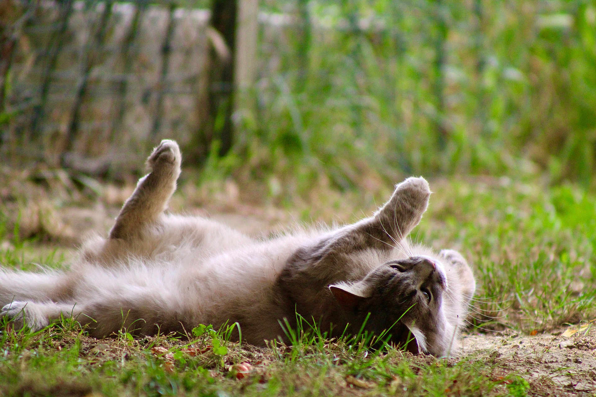 Chopette a rejoint le concours — aidez-le/la à gagner de superbes lots ! animal, cat, closeup, daytime, feline, fur, grass, gray_cat, greenery, lying_down, mammal, nature, outdoor, peaceful, pet, playful, relaxed, resting, stretching, whiskers