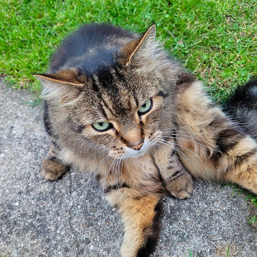 Bouf Bouf a rejoint le concours — aidez-le/la à gagner de superbes lots ! abyssinian, animal, cat, face, field, grass, grassland, head, kitten, lawn, manx, nature, outdoors, path, person, pet, photography, plant, portrait, road