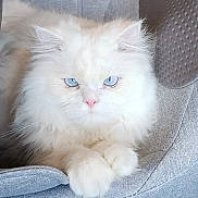 Leo is registered to the contest to win money with this photo: cat, white_cat, blue_eyes, fluffy, long_hair, pet, feline, portrait, closeup, indoor, chair, cushion, paws, pink_nose, cute, relaxed, whiskers, fur, cozy, emoji_sticker