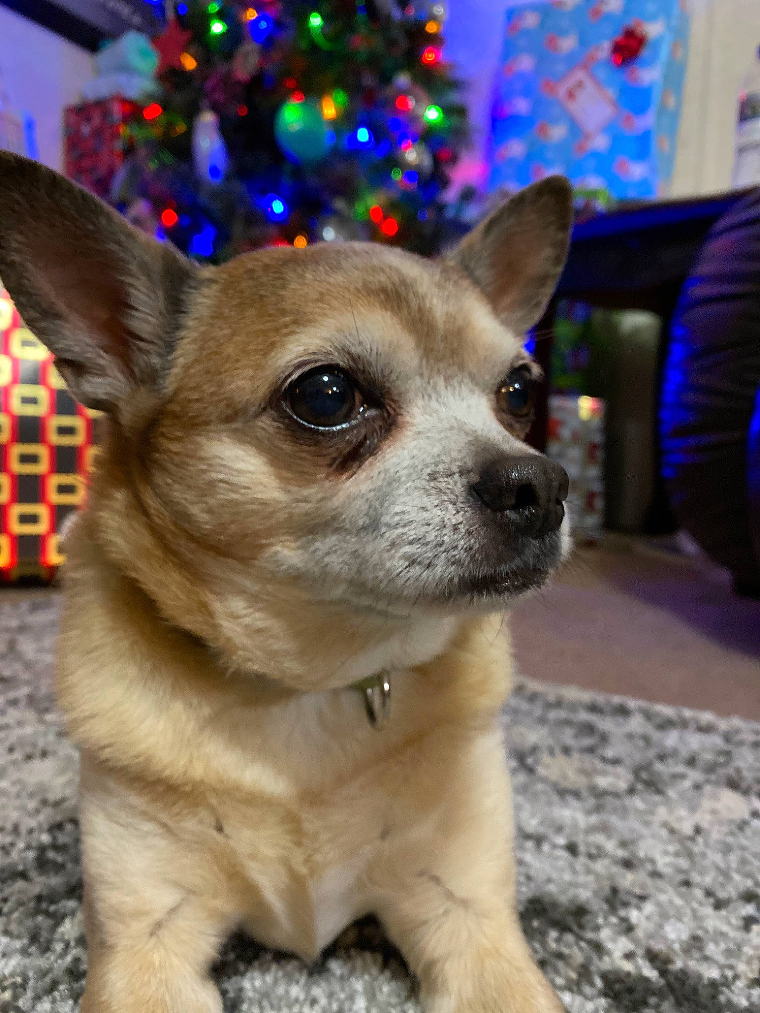 Cheech is registered to the contest to win money with this photo: canidae, carnivore, chihuahua, companion_dog, corgi_chihuahua, dog, dog_breed, ear, fawn, mammal, puppy, rare_breed_dog, snout, toy_dog, vertebrate, whiskers