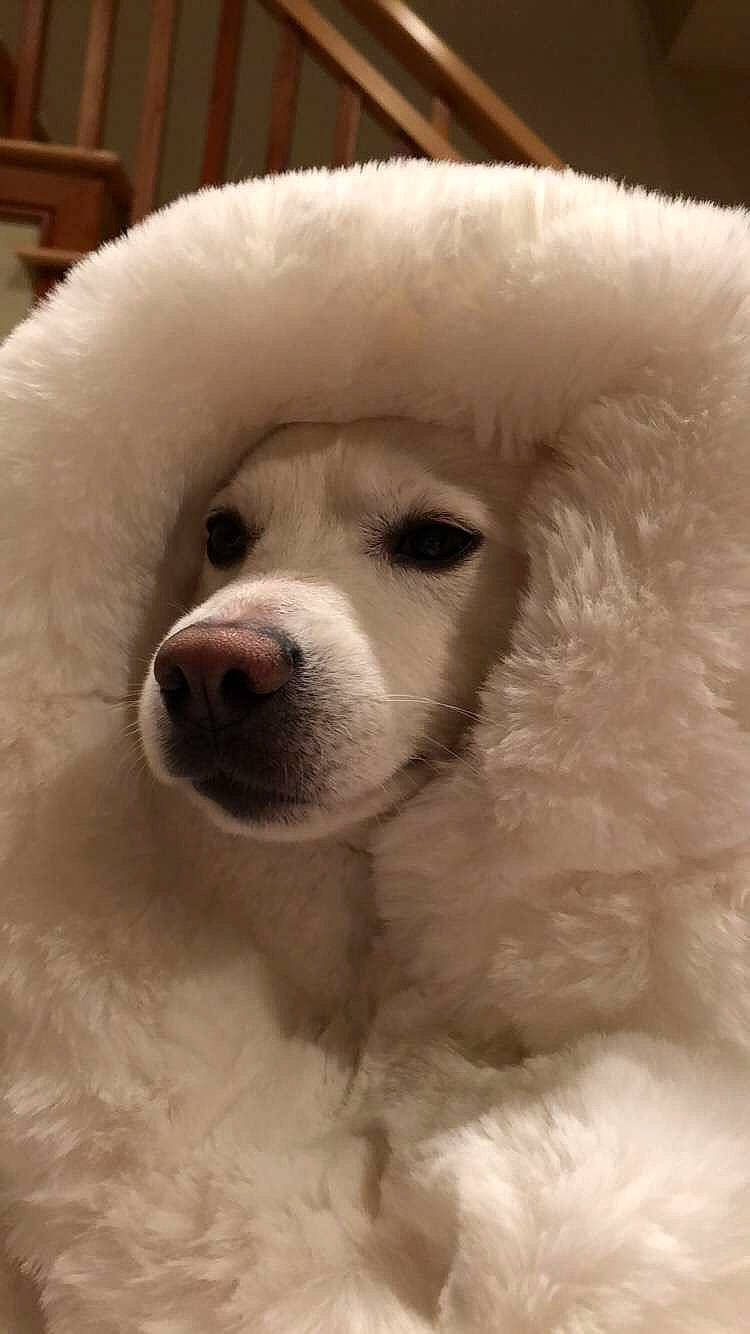 Shadow joined the competition — help win amazing prizes! akbash_dog, canidae, carnivore, companion_dog, dog, dog_breed, fur, great_pyrenees, kuvasz, mammal, maremma_sheepdog, non_sporting_group, nose, polish_tatra_sheepdog, puppy, rare_breed_dog, slovak_cuvac, snout, vertebrate, volpino_italiano