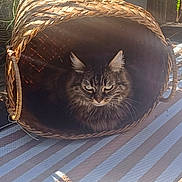 Pepsy a rejoint le concours — aidez-le/la à gagner de superbes lots ! animal, architecture, basket, building, canine, cat, den, dog, fun, indoors, interiordesign, kitten, leisureactivities, manx, outdoors, pet, photography, picnic, plant, shelter