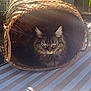 animal, architecture, basket, building, canine, cat, den, dog, fun, indoors, interiordesign, kitten, leisureactivities, manx, outdoors, pet, photography, picnic, plant, shelter