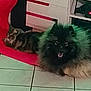 Storm a rejoint le concours — aidez-le/la à gagner de superbes lots ! animal, cat, companion, cozy, cute, cute_pets, dog, domestic, fluffy_dog, friendship, furniture, household, indoor, living_room, pet, red_chair, relaxed, resting, tabby_cat, tile_floor