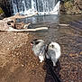 Storm a rejoint le concours — aidez-le/la à gagner de superbes lots ! animal, daylight, dog, fluffy_dog, forest, fur, landscape, leash, nature, outdoor, pet, riverbank, rocks, small_dog, stream, sunlight, tongue, tree, water, waterfall