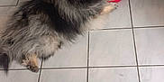 Storm participe au concours pour gagner de l'argent avec cette photo : animal, canine, companion, cute, dog, domestic, floor, fluffy, food_bowl, friendly, fur, home, indoor, kitchen, looking_up, mammal, pet, resting, tile, waiting