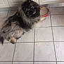 animal, canine, companion, cute, dog, domestic, floor, fluffy, food_bowl, friendly, fur, home, indoor, kitchen, looking_up, mammal, pet, resting, tile, waiting