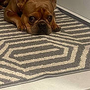 Bowser is registered to the contest to win money with this photo: dog, french_bulldog, brown_dog, pet, indoor, carpet, rug, floor, animal, cute, lying_down, ears, eyes, snout, paw, expression, domestic, companion, mammal, cute_pet