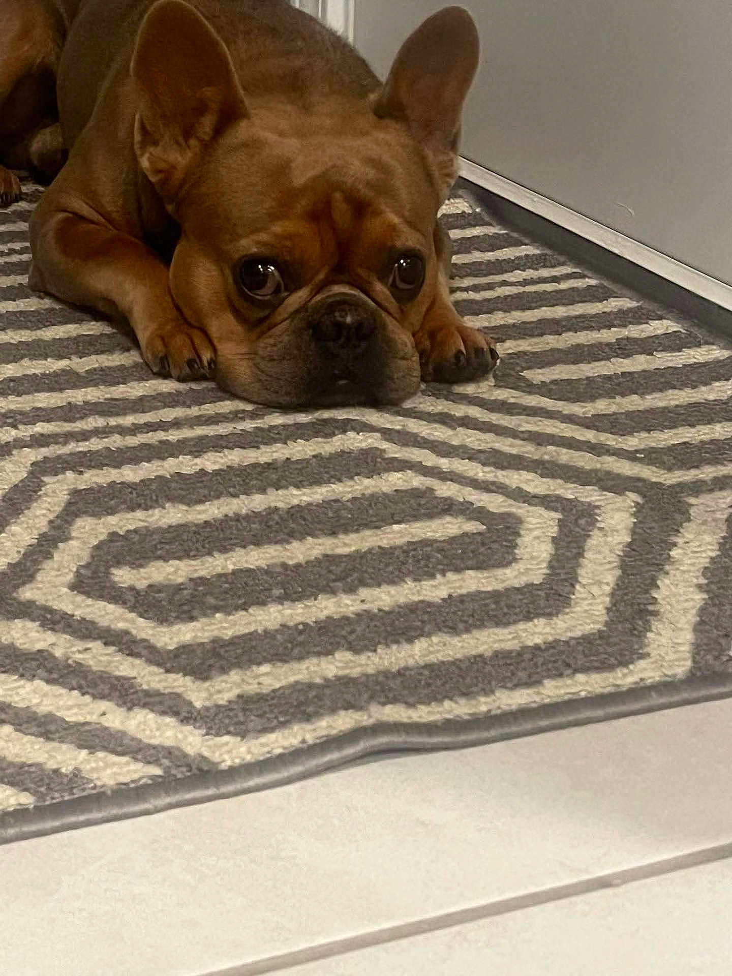 Bowser is registered to the contest to win money with this photo: dog, french_bulldog, brown_dog, pet, indoor, carpet, rug, floor, animal, cute, lying_down, ears, eyes, snout, paw, expression, domestic, companion, mammal, cute_pet