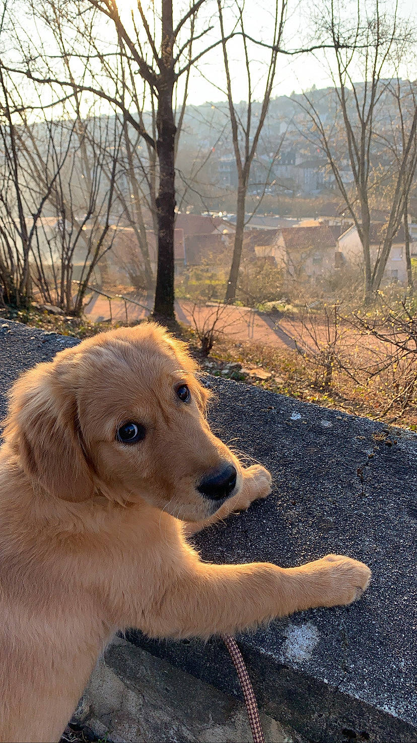 Loukoum participe au concours pour gagner de l'argent avec cette photo : carnivore, companion_dog, dog, dog_breed, fawn, forest, fur, grass, landscape, plant, sky, snout, soil, sporting_group, sunlight, tints_and_shades, tree, twig, winter, wood