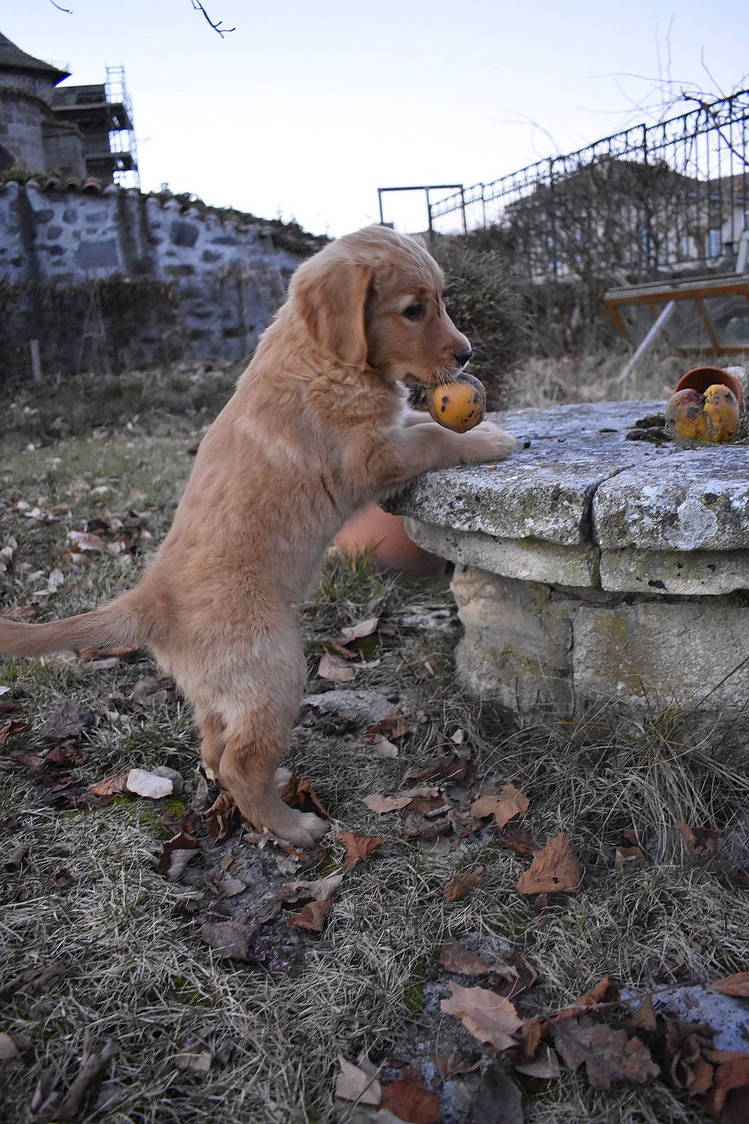 Loukoum participe au concours pour gagner de l'argent avec cette photo : canidae, carnivore, companion_dog, dog, dog_breed, fawn, fur, landscape, road_surface, rock, sky, snout, soil, sporting_group, street_dog, tail, tree, winter, wood, working_animal