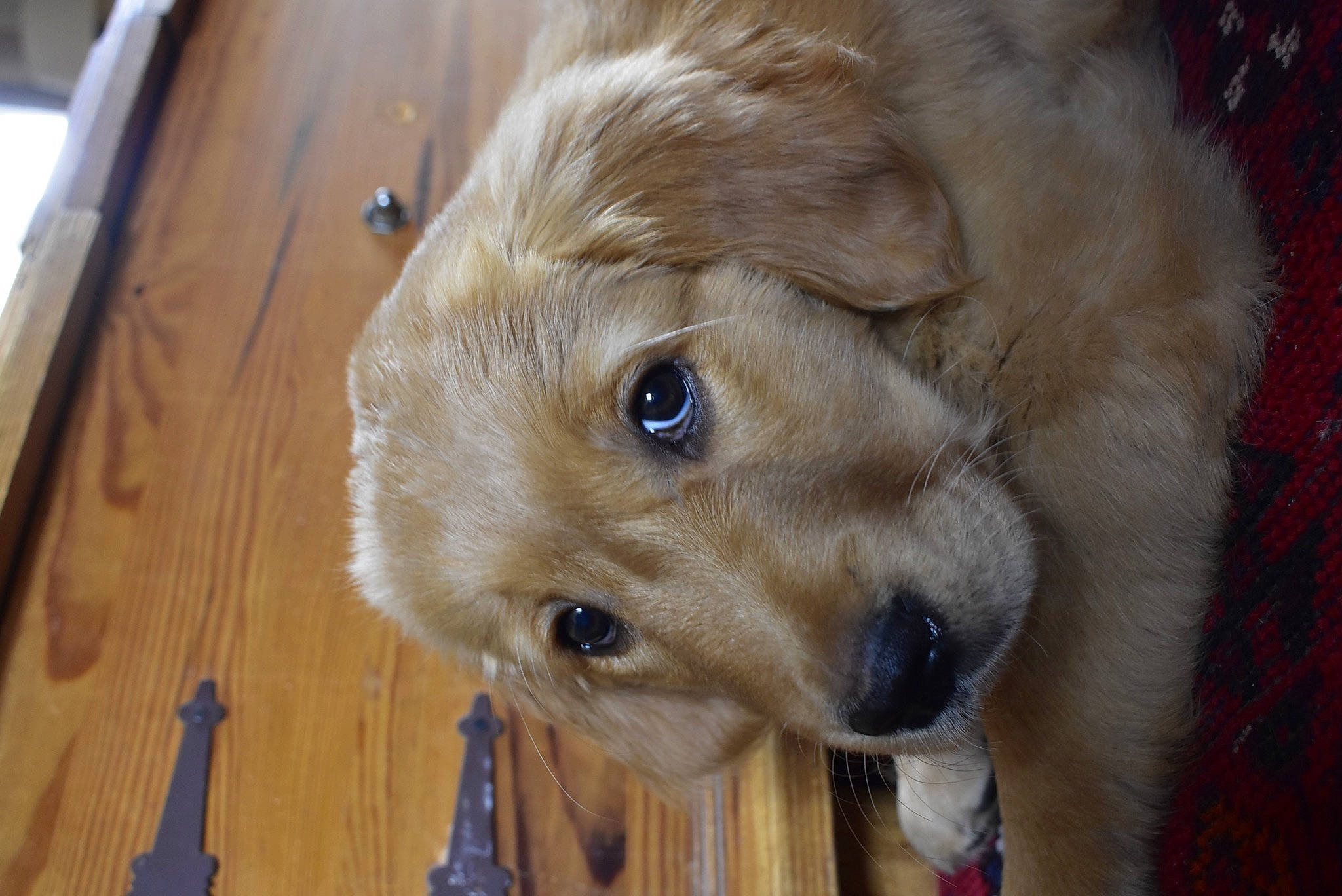 Loukoum a rejoint le concours — aidez-le/la à gagner de superbes lots ! ball, canidae, carnivore, companion_dog, dog, dog_breed, fawn, flooring, fur, gun_dog, hardwood, plank, retriever, snout, sporting_group, varnish, whiskers, wood, wood_stain, working_animal