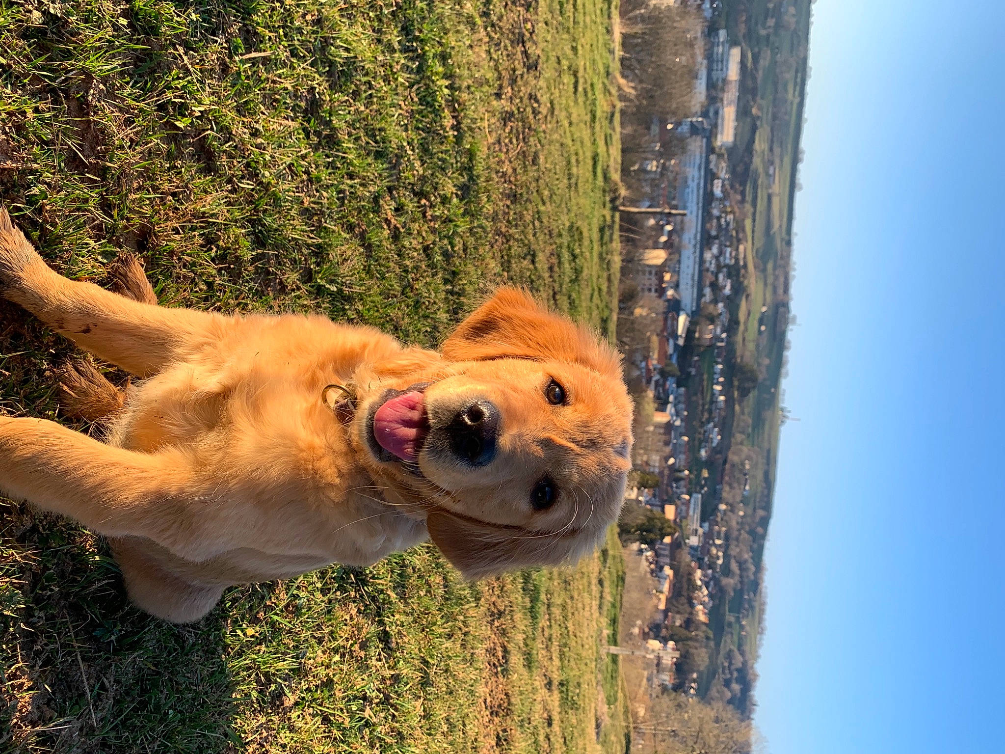 Loukoum a rejoint le concours — aidez-le/la à gagner de superbes lots ! carnivore, companion_dog, dog, dog_breed, eye, fawn, gesture, grass, happy, jaw, plant, sky, smile, snout, tail, tree, vertebrate, water, wood, working_animal
