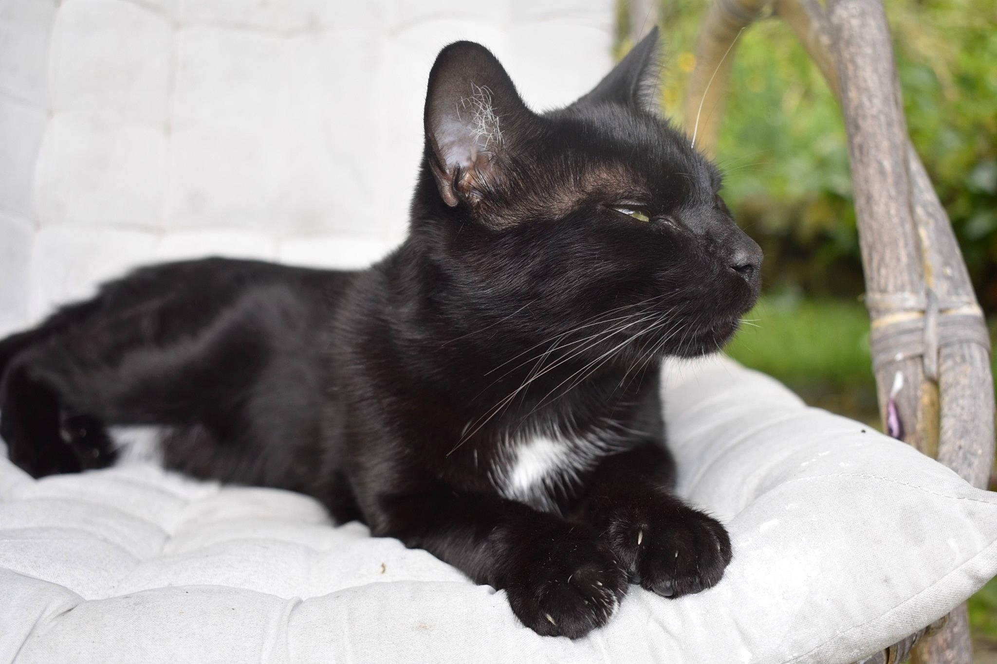 Shadow participe au concours pour gagner de l'argent avec cette photo : black_cat, bombay, carnivore, cat, claw, comfort, domestic_short_haired_cat, felidae, fur, grass, monochrome_photography, paw, plant, small_to_medium_sized_cats, snout, tail, terrestrial_animal, tree, whiskers
