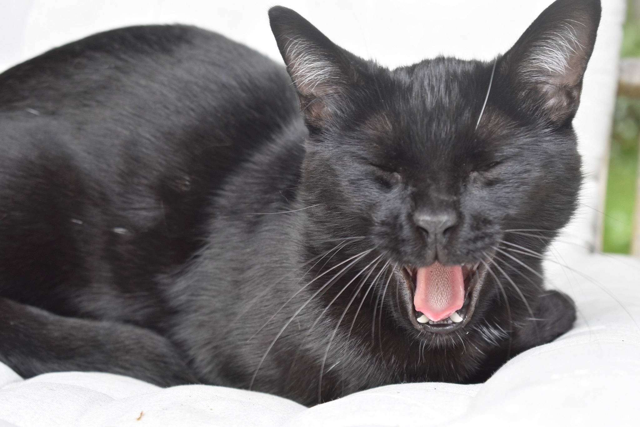 Shadow a rejoint le concours — aidez-le/la à gagner de superbes lots ! black_cat, bombay, carnivore, cat, cat_supply, claw, comfort, domestic_short_haired_cat, eye, fang, felidae, fur, paw, small_to_medium_sized_cats, snout, terrestrial_animal, whiskers, yawn