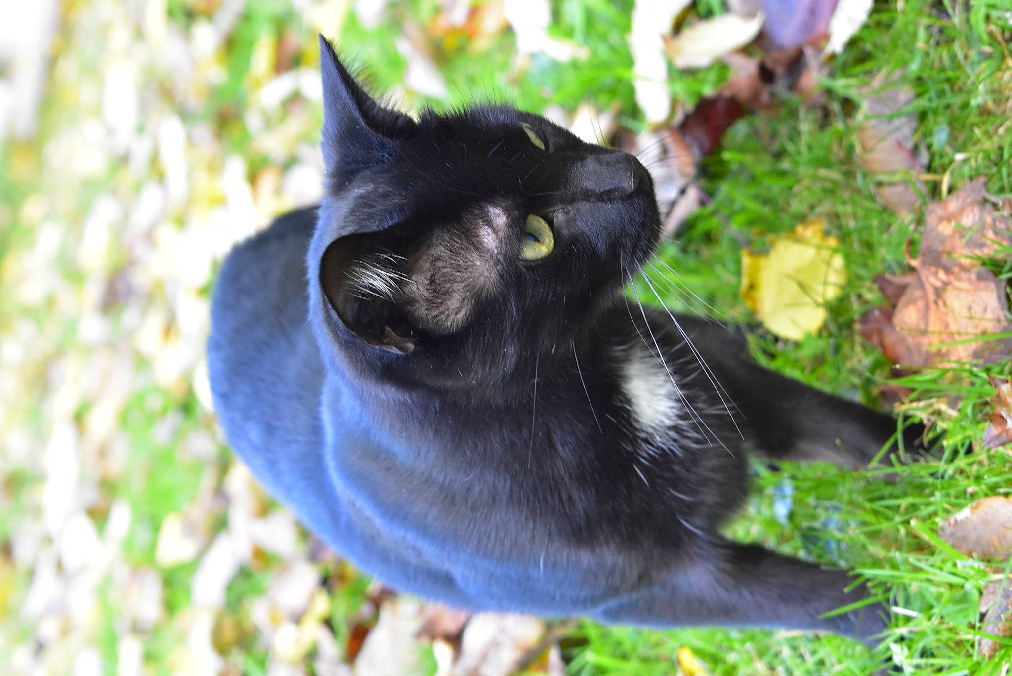 Shadow participe au concours pour gagner de l'argent avec cette photo : black_cat, bombay, canidae, carnivore, cat, dog_breed, domestic_short_haired_cat, felidae, fur, grass, groundcover, plant, sitting, small_to_medium_sized_cats, snout, sporting_group, tail, terrestrial_animal, tree, whiskers