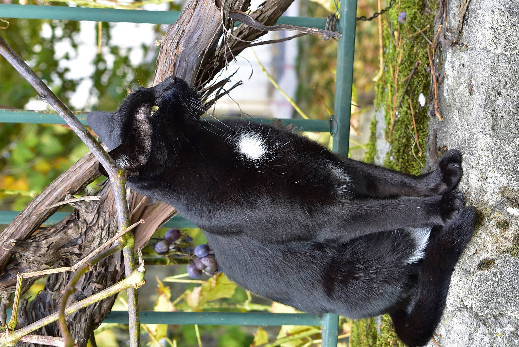 Shadow a rejoint le concours — aidez-le/la à gagner de superbes lots ! claw, fur, grass, natural_material, plant, snout, tail, terrestrial_animal, tree, trunk, twig, whiskers, wildlife, wood, zoo