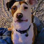 Apollo is registered to the contest to win money with this photo: dog, pet, animal, brown_and_white, collar, indoor, blanket, bed, ears, cute, face, fur, looking, sitting, domestic_animal, canine, portrait, whiskers, companion, curious