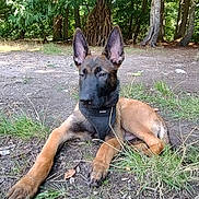 Blue participe au concours pour gagner de l'argent avec cette photo : dog, puppy, belgian_malinois, harness, outdoor, forest, grass, dirt, tree, nature, animal, pet, canine, young, lying_down, ears_up, alert, sunlight, ground, calm