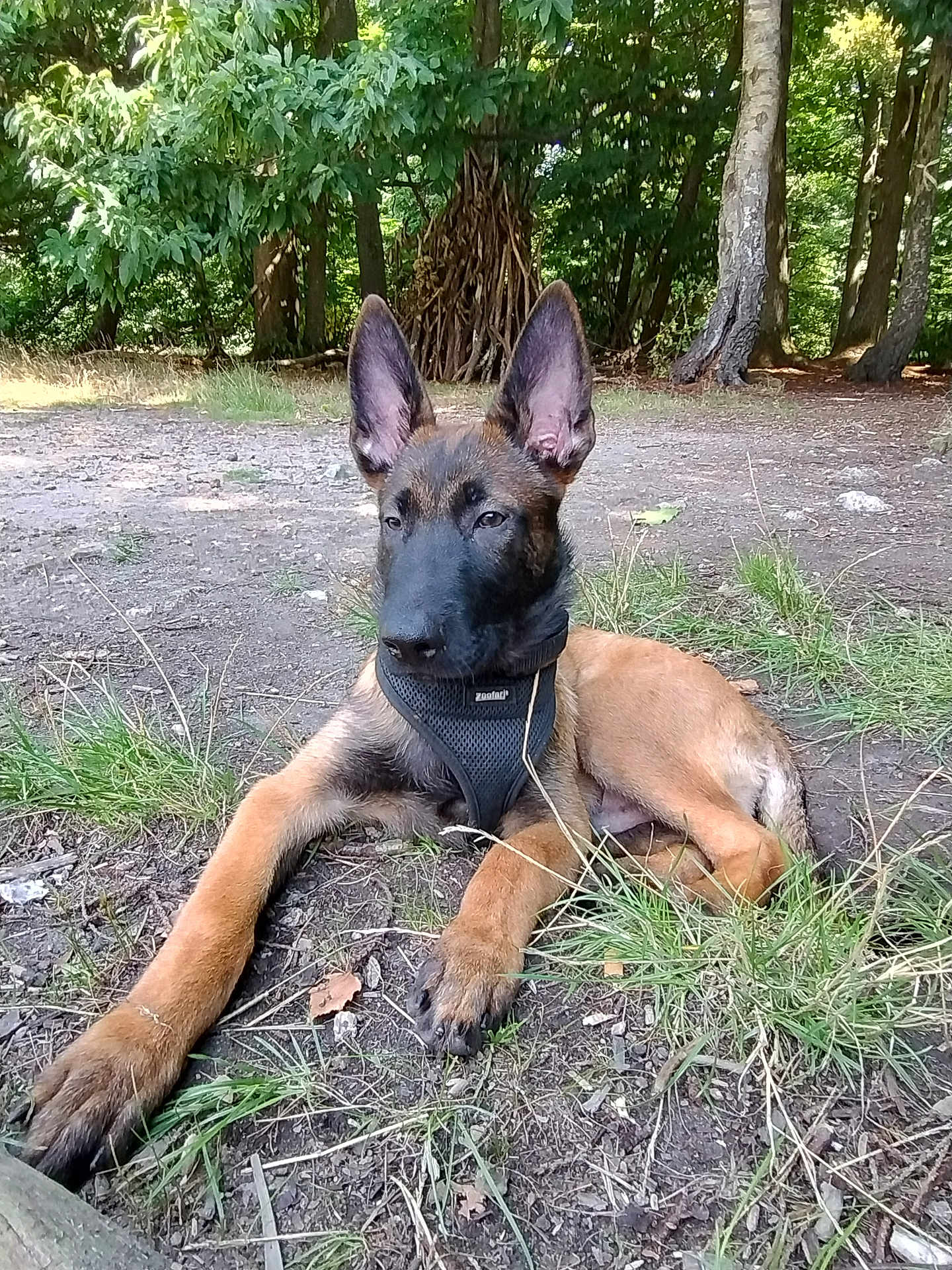 Blue participe au concours pour gagner de l'argent avec cette photo : dog, puppy, belgian_malinois, harness, outdoor, forest, grass, dirt, tree, nature, animal, pet, canine, young, lying_down, ears_up, alert, sunlight, ground, calm