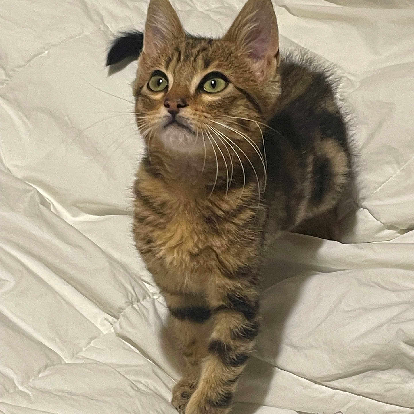 Michel participe au concours pour gagner de l'argent avec cette photo : animal, blanket, cat, cozy, curious, cute, domestic_cat, feline, fur, green_eyes, indoor, kitten, looking_up, paws, pet, soft, tabby, whiskers, white, young