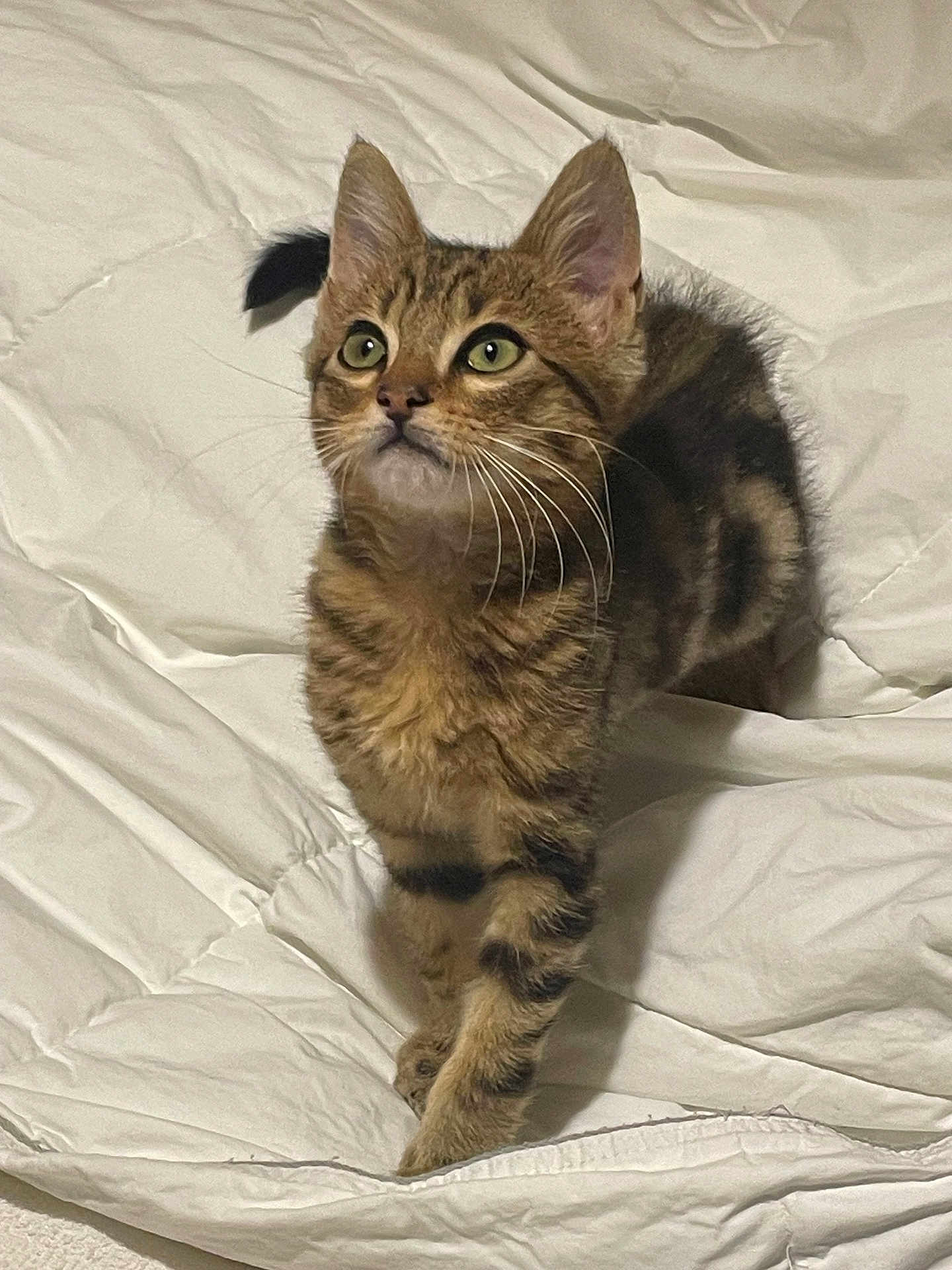 Michel participe au concours pour gagner de l'argent avec cette photo : cat, kitten, tabby, green_eyes, whiskers, paws, fur, pet, animal, indoor, blanket, white, soft, cute, curious, looking_up, young, feline, domestic_cat, cozy