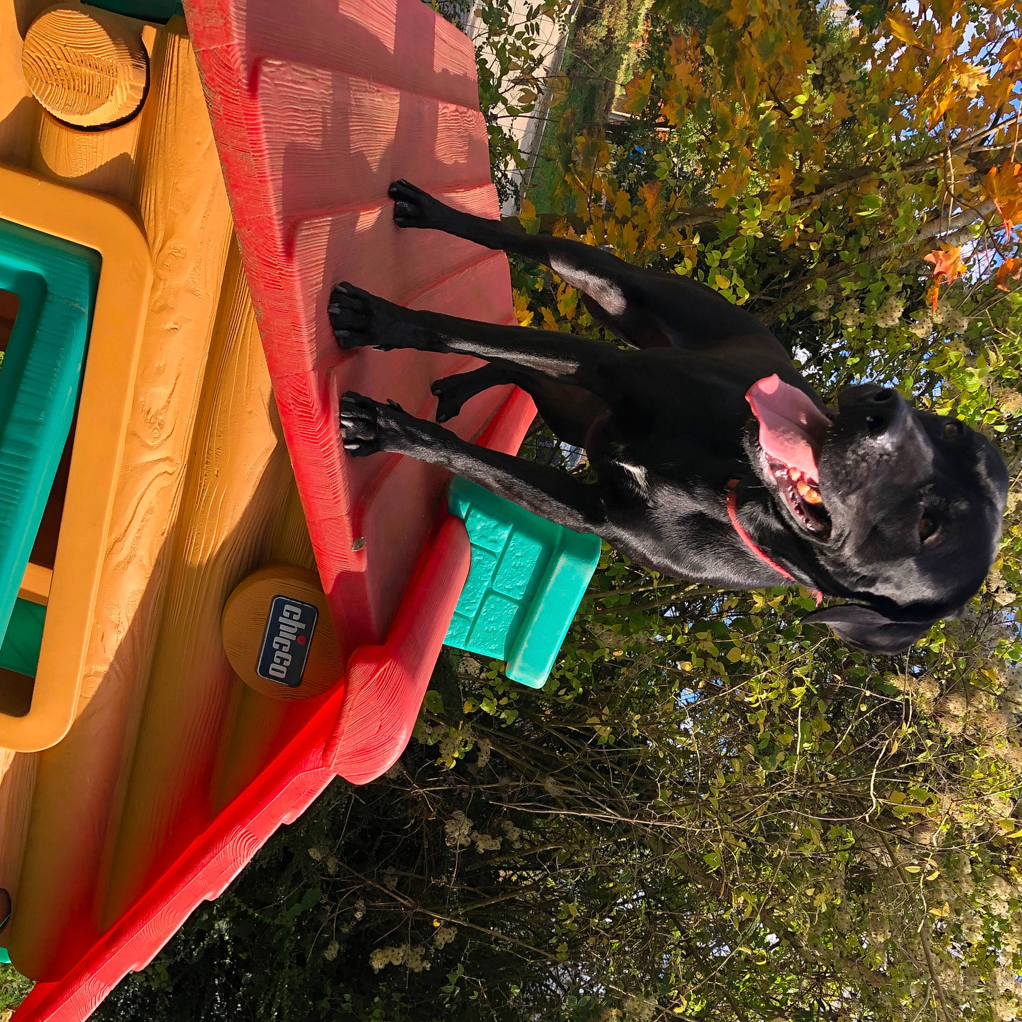 Saba participe au concours pour gagner de l'argent avec cette photo : auto_part, automotive_exterior, automotive_lighting, automotive_tire, automotive_wheel_system, bumper, carmine, dog, fender, grass, leisure, motor_vehicle, personal_protective_equipment, plant, recreation, tints_and_shades, tire, tree, trunk, vehicle_door