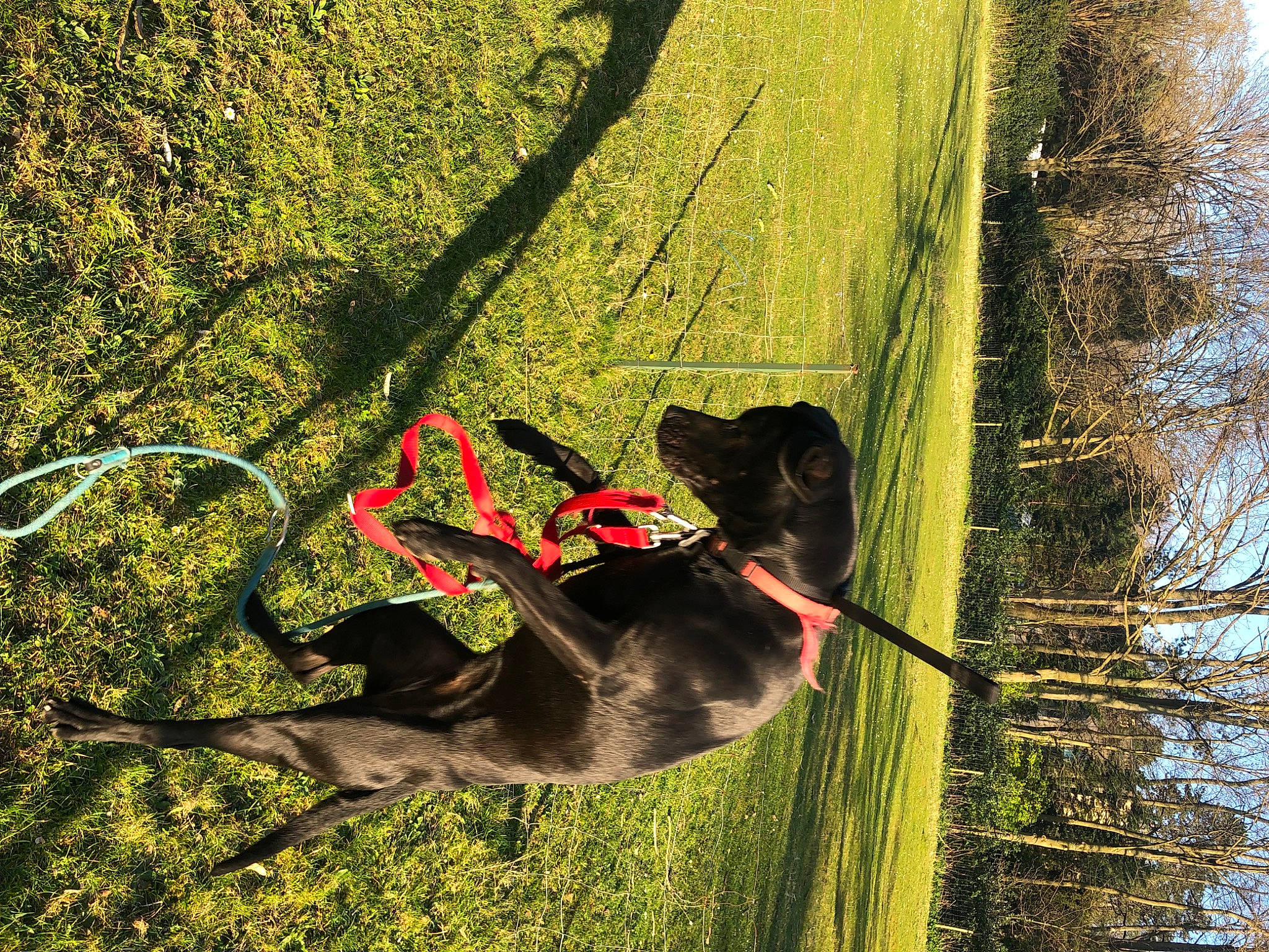 Saba a rejoint le concours — aidez-le/la à gagner de superbes lots ! canidae, carnivore, dog, dog_breed, grass, grass_family, guard_dog, leaf, leash, pet_supply, plant, shadow, sky, sporting_group, tail, tints_and_shades, tree, trunk, vertebrate, working_animal