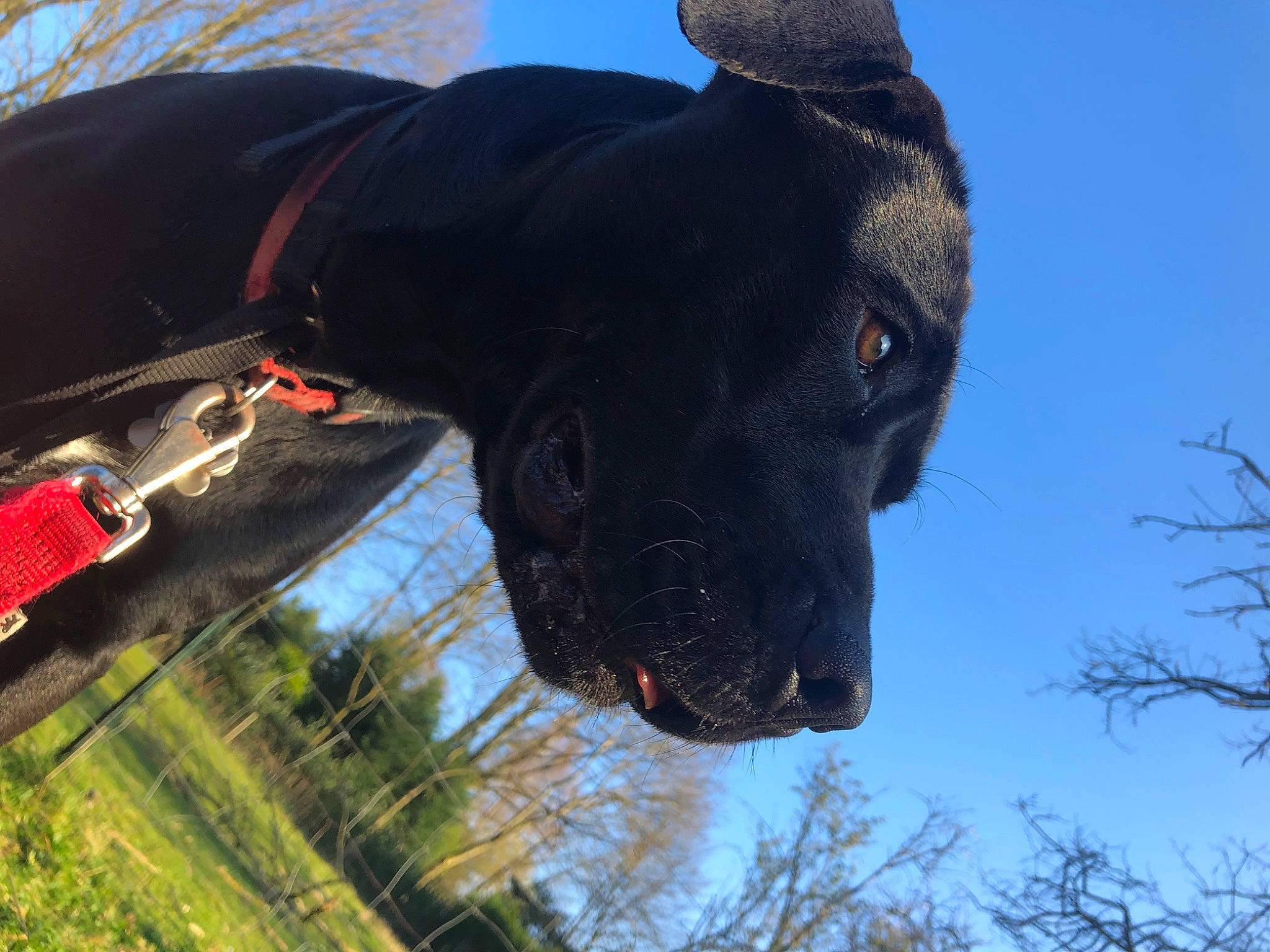 Saba a rejoint le concours — aidez-le/la à gagner de superbes lots ! adventure, borador, canidae, carnivore, collar, dog, dog_breed, dog_collar, electric_blue, fawn, leash, pet_supply, plant, sculpture, sky, snout, sporting_group, tree, window, working_animal