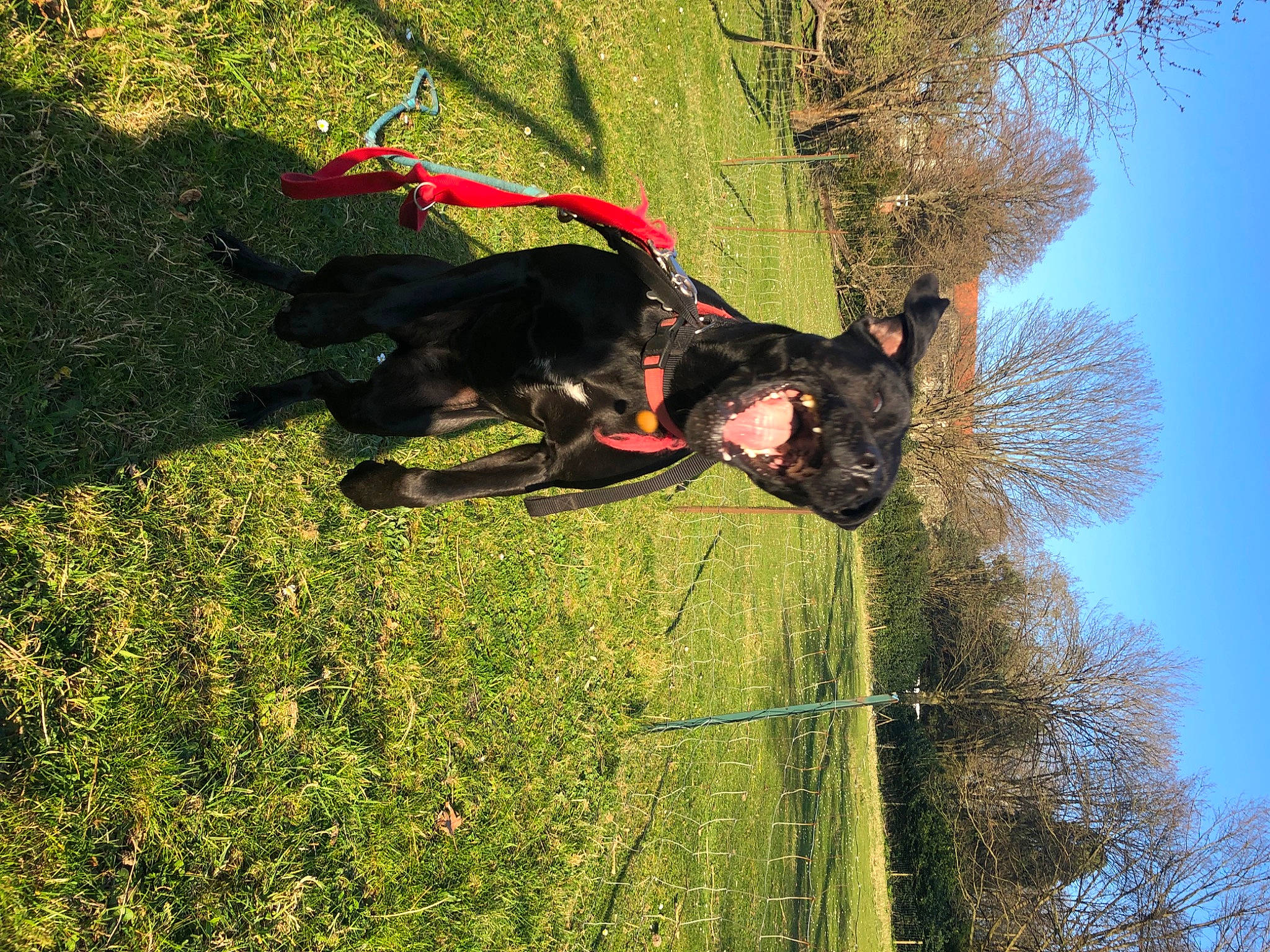 Saba a rejoint le concours — aidez-le/la à gagner de superbes lots ! adventure, canidae, carnivore, dog, dog_breed, fun, grass, grass_family, guard_dog, leisure, people_in_nature, plant, recreation, shrub, sky, sporting_group, tree, trunk, window, working_animal