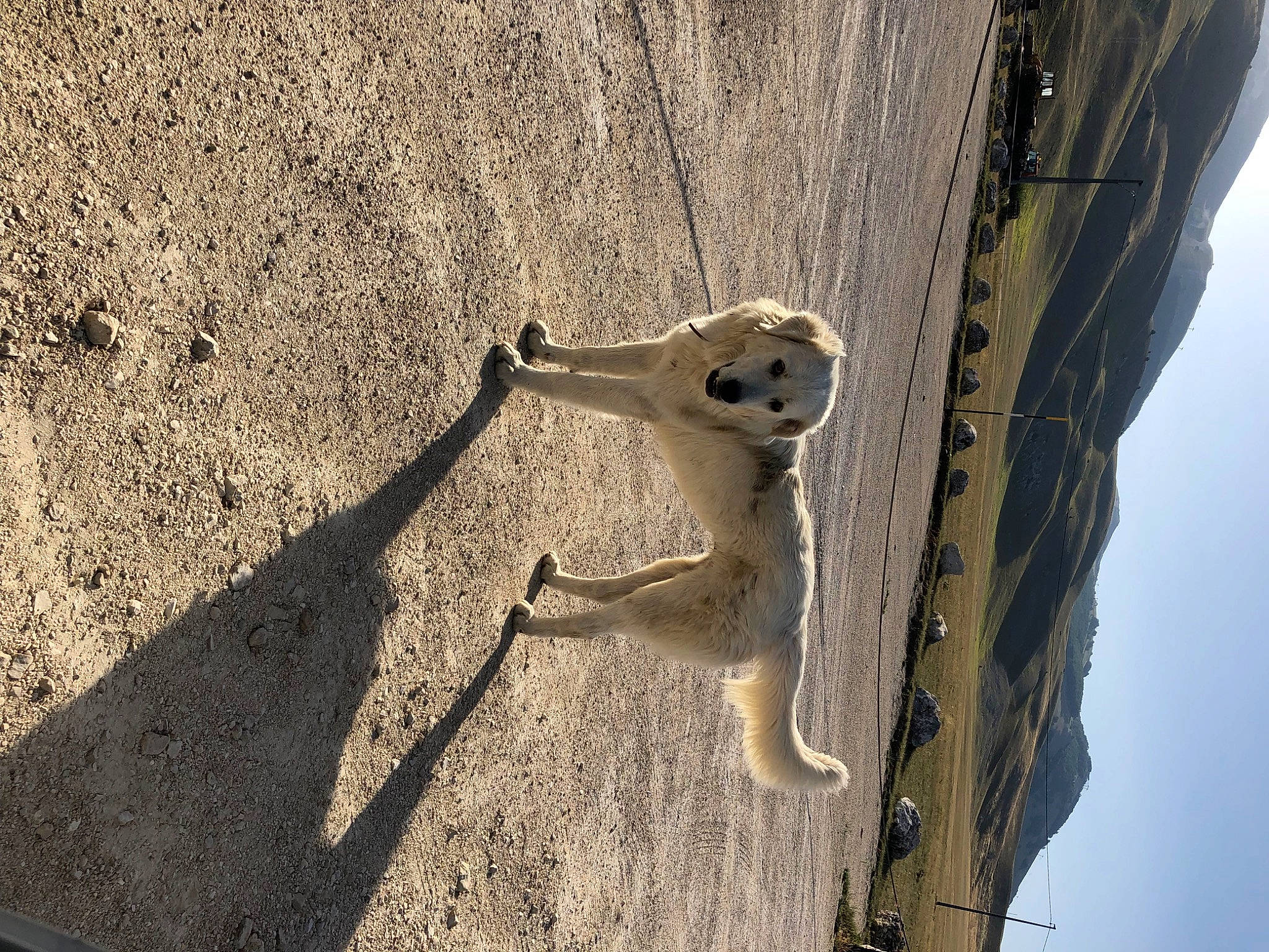 Pif-paf a rejoint le concours — aidez-le/la à gagner de superbes lots ! art, asphalt, building, concrete, fawn, fur, landscape, metal, road_surface, sculpture, shadow, sky, snout, soil, tail, tree, trunk, vehicle_door, winter, wood