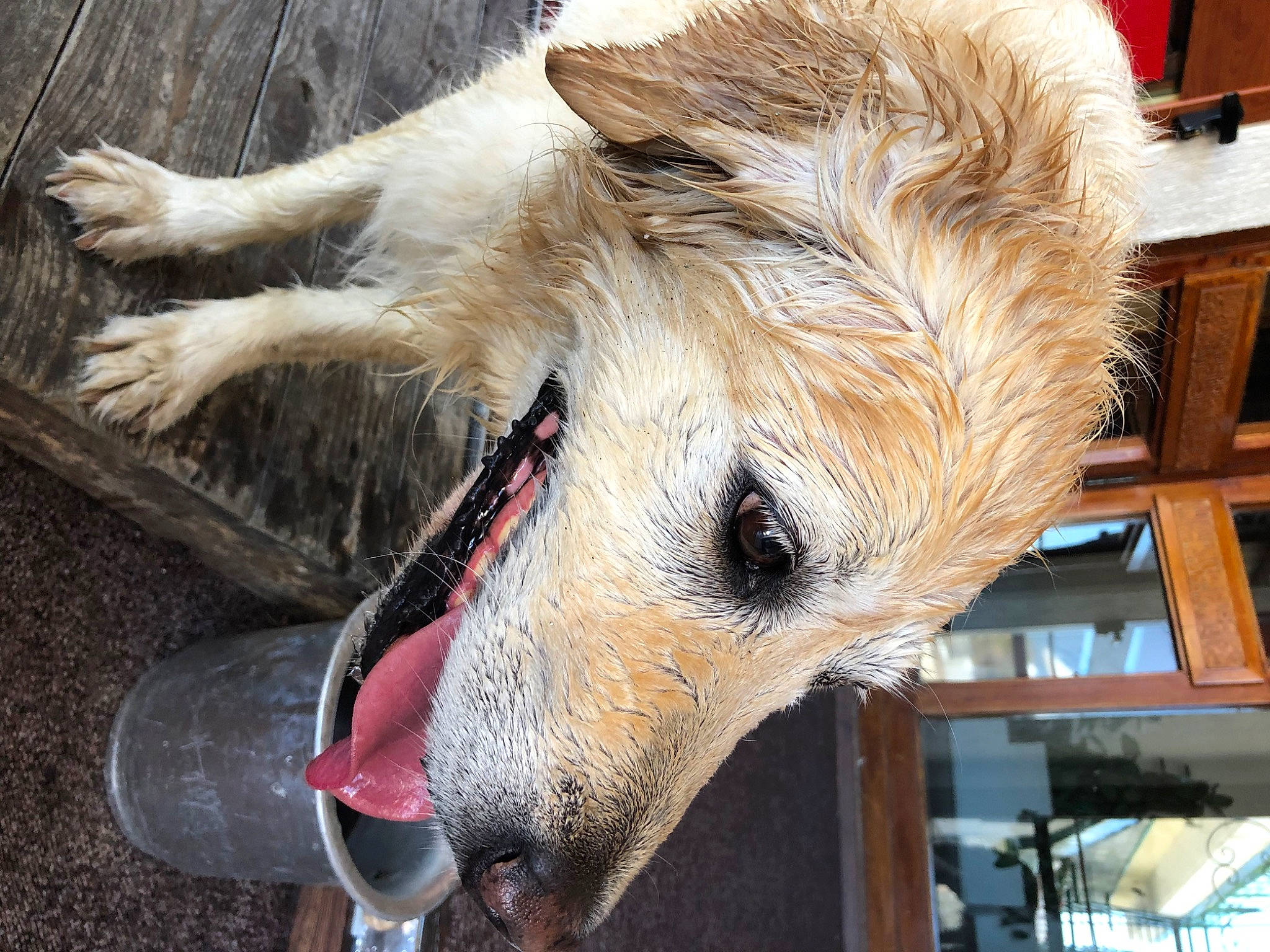 Pif-paf participe au concours pour gagner de l'argent avec cette photo : carnivore, dog_breed, event, fawn, fur, livestock, natural_material, photograph, service, snapshot, snout, terrestrial_animal, whiskers, wildlife, working_animal