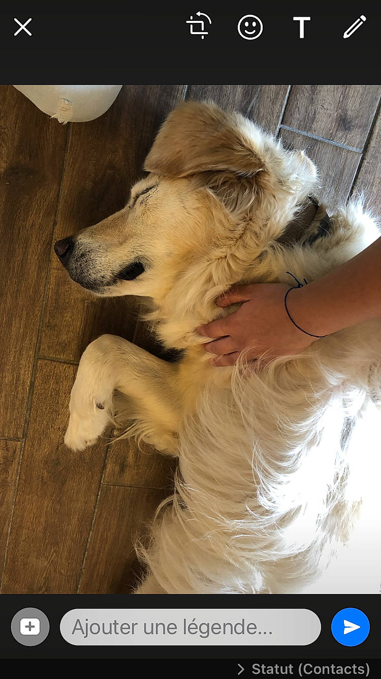 Pif-paf a rejoint le concours — aidez-le/la à gagner de superbes lots ! canidae, carnivore, companion_dog, dog, dog_breed, dog_supply, fawn, fur, german_spitz, happy, paw, photo_caption, pomeranian, retriever, shetland_sheepdog, snout, spitz, sporting_group, whiskers, working_dog