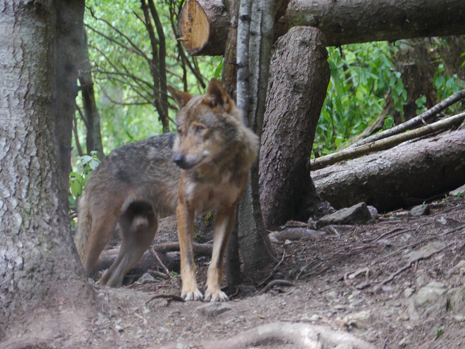 Luny a rejoint le concours — aidez-le/la à gagner de superbes lots ! canis, carnivore, coyote, dog_breed, fawn, forest, fur, jungle, northern_hardwood_forest, old_growth_forest, plant, tail, terrestrial_animal, tree, trunk, wildlife, wolf, wood, woodland, zoo