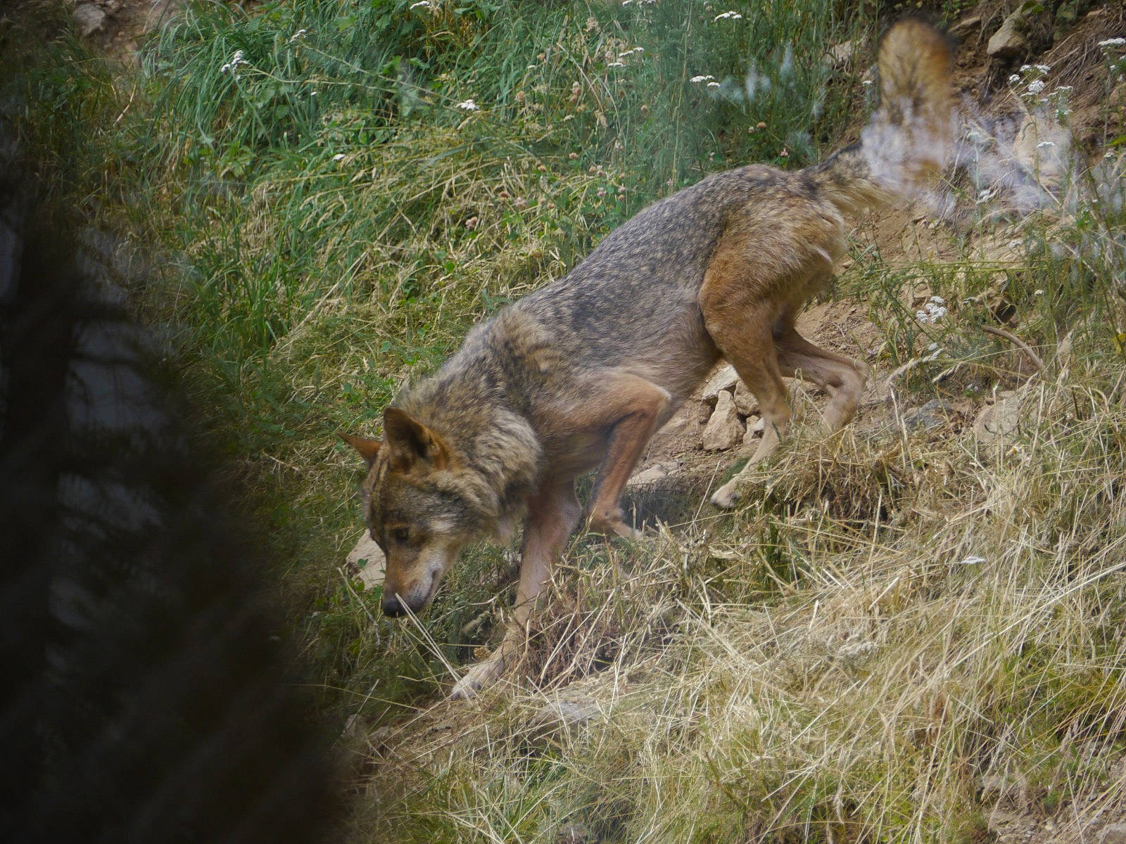 Luny participe au concours pour gagner de l'argent avec cette photo : canidae, canis, carnivore, coyote, fawn, fox, fur, grass, grassland, grey_fox, jackal, jungle, plant, red_wolf, snout, swift_fox, tail, terrestrial_animal, wildlife, wolf
