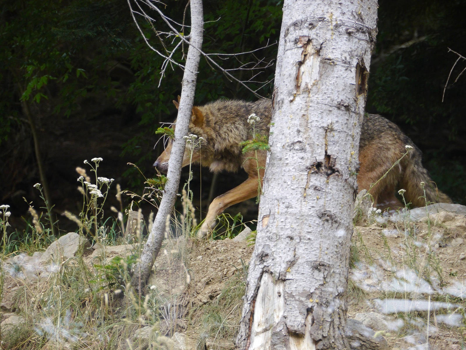 Luny participe au concours pour gagner de l'argent avec cette photo : bedrock, carnivore, fawn, forest, grass, jungle, nature_reserve, northern_hardwood_forest, old_growth_forest, plant, rock, terrestrial_animal, terrestrial_plant, tree, trunk, twig, vegetation, wildlife, wood, woodland