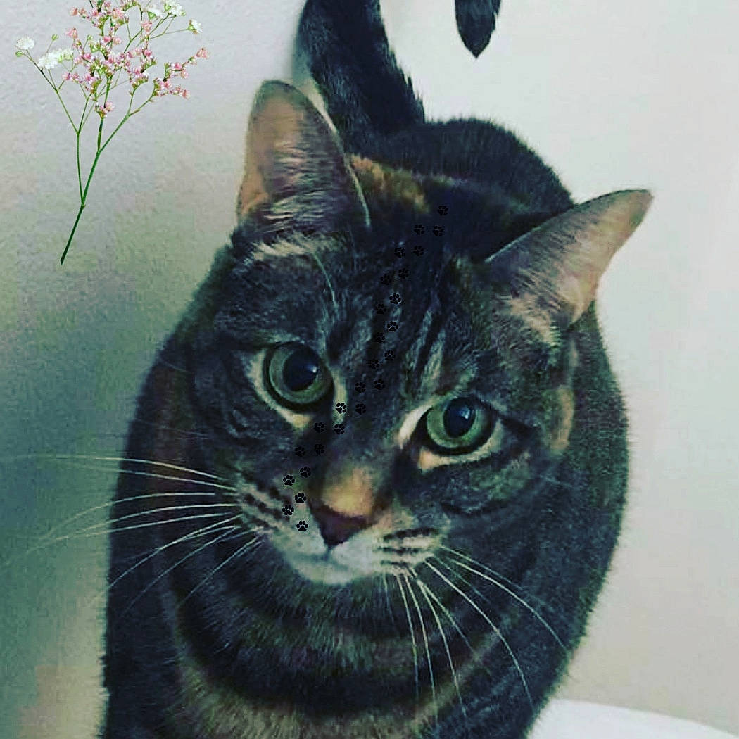 Fiona is registered to the contest to win money with this photo: art, carnivore, cat, domestic_short_haired_cat, door, drawing, felidae, fur, grey, illustration, paint, painting, small_to_medium_sized_cats, snout, terrestrial_animal, twig, visual_arts, whiskers, window