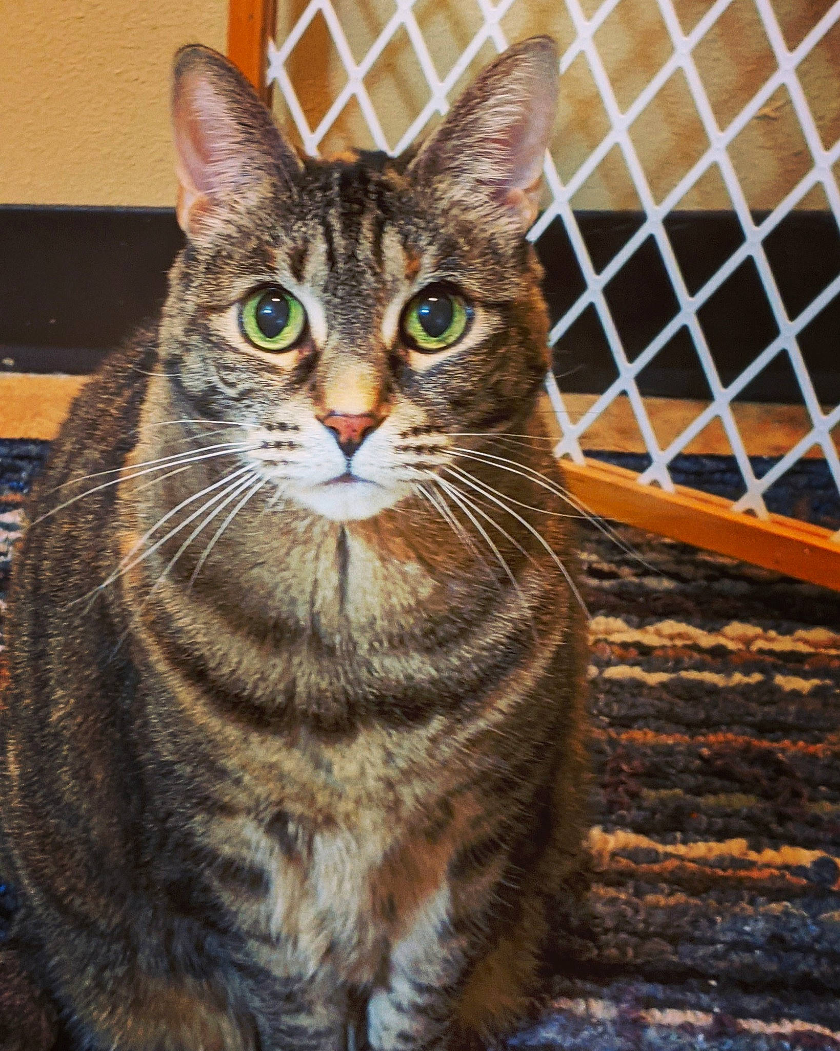 Fiona is registered to the contest to win money with this photo: art, bombay, carnivore, cat, close_up, domestic_short_haired_cat, felidae, fence, fur, iris, mesh, small_to_medium_sized_cats, snout, terrestrial_animal, tree, whiskers, wildlife