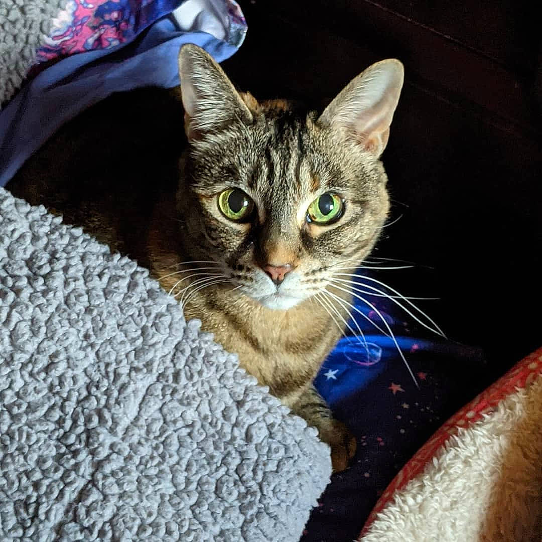 Fiona is registered to the contest to win money with this photo: carnivore, cat, claw, comfort, domestic_short_haired_cat, felidae, fur, paw, sitting, sleeve, small_to_medium_sized_cats, snout, tail, whiskers, wildlife