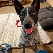 Bindi joined the competition — help win amazing prizes! dog, pet, indoor, carpet, toy, happy, ears, tongue, playful, furniture, living_room, canine, smiling, domestic_animal, front_view, fur, animal, companion, cute, alert