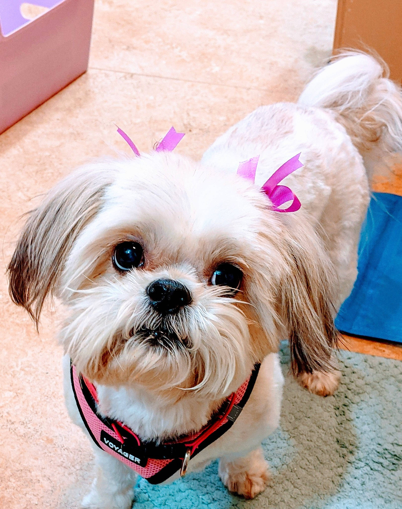 Brooklyn is registered to the contest to win money with this photo: carnivore, carton, collar, companion_dog, dog, dog_breed, dog_clothes, dog_collar, dog_supply, eyewear, fawn, leash, personal_protective_equipment, pet_supply, pink, shipping_box, snout, sporting_group, toy_dog, working_animal