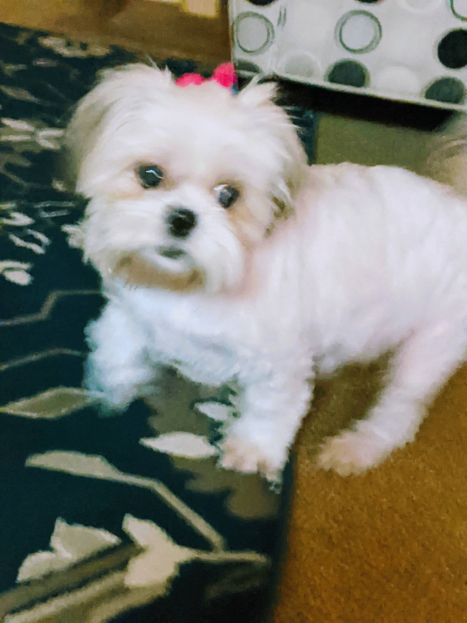 Brooklyn joined the competition — help win amazing prizes! canidae, carnivore, collar, companion_dog, dog, dog_breed, dog_supply, fashion_accessory, fur, maltepoo, plant, puppy, small_terrier, snout, sporting_group, terrier, toy_dog, water_dog, working_animal, yorkipoo