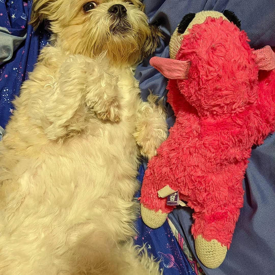 Brooklyn joined the competition — help win amazing prizes! carnivore, companion_dog, dog, dog_breed, dog_clothes, dog_collar, dog_supply, fawn, fur, hat, liver, pet_supply, puppy_love, shih_tzu, small_terrier, snout, sporting_group, terrier, toy_dog, working_animal