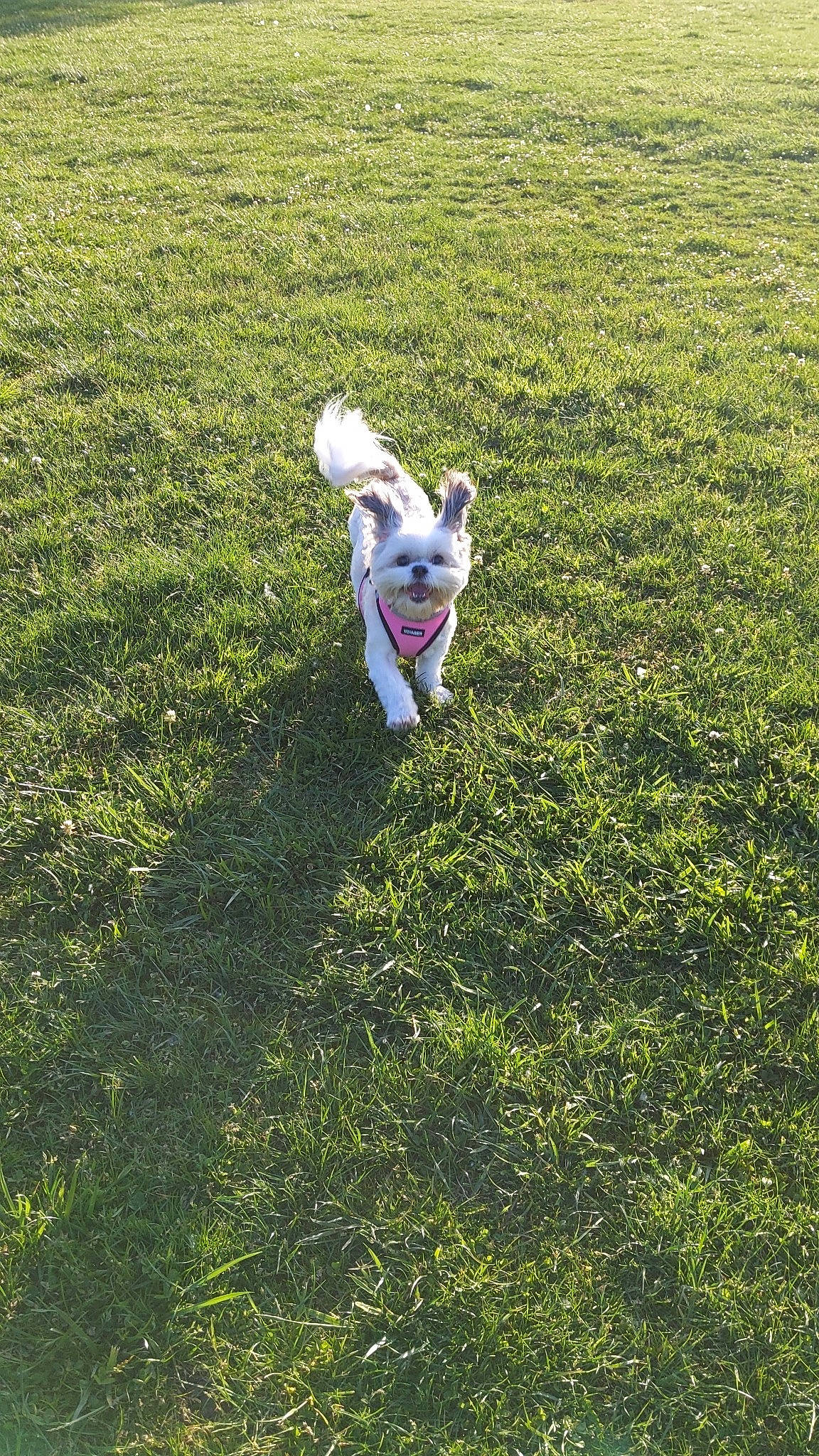 Brooklyn is registered to the contest to win money with this photo: agriculture, canidae, carnivore, companion_dog, dog, dog_breed, fawn, grass, grass_family, grassland, groundcover, lawn, meadow, people_in_nature, plant, shrub, soil, sporting_group, tail, working_animal