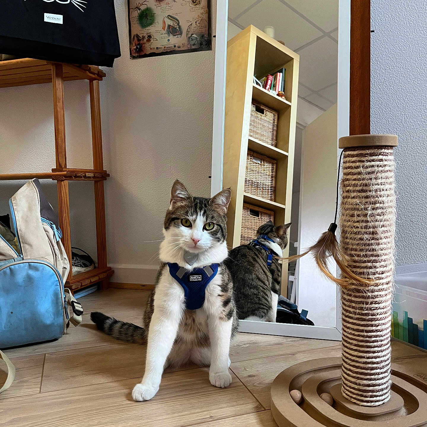 Milo a rejoint le concours — aidez-le/la à gagner de superbes lots ! backpack, bag, baskets, bookshelf, cat, curious, feather_toy, floor, furniture, harness, indoor, mirror, pet, reflection, scratching_post, sitting, tabby_cat, toy, wall, wooden_floor