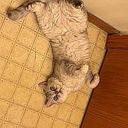 Marbles is registered to the contest to win money with this photo: cat, pet, fluffy, long_hair, cream_colored, gray, lying_down, upside_down, belly_up, animal, indoors, kitchen, floor, tile, wood_floor, red_rug, portrait, relaxed, playful, cute
