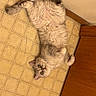 cat, pet, fluffy, long_hair, cream_colored, gray, lying_down, upside_down, belly_up, animal, indoors, kitchen, floor, tile, wood_floor, red_rug, portrait, relaxed, playful, cute